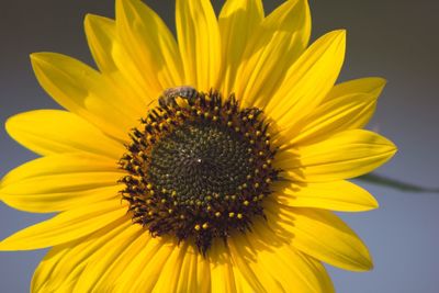 Low angle view of bee on yellow sunflower against sky