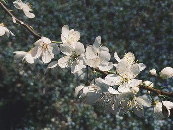 Close-up of white flowers on tree