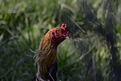 Close-up of rooster