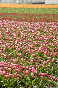 Close-up of pink tulips on field