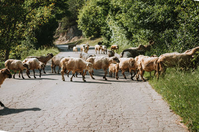 Sheep hoard stop the traffic passing road