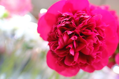 Close-up of pink rose