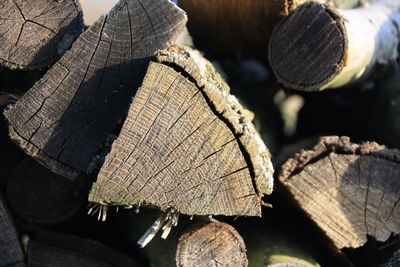 Close-up of wooden logs in forest