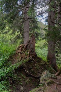 Trees growing in forest