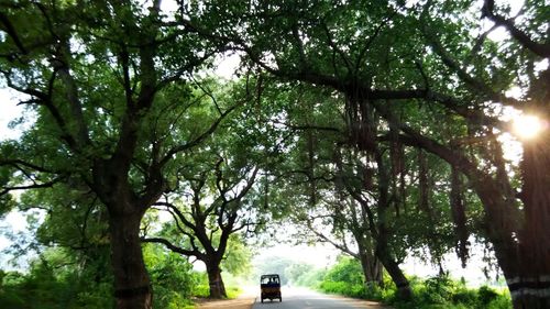 Road passing through trees