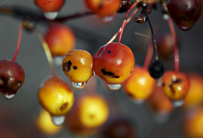 Apples of paradise. selective focus on apples with drops of rain in blurred background. close up.