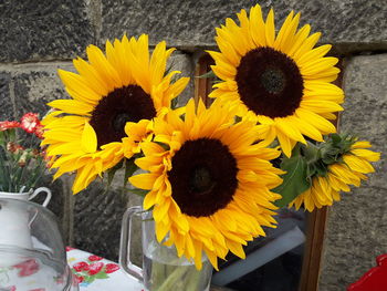 High angle view of sunflowers
