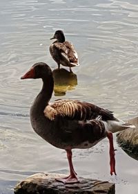 Two ducks in lake