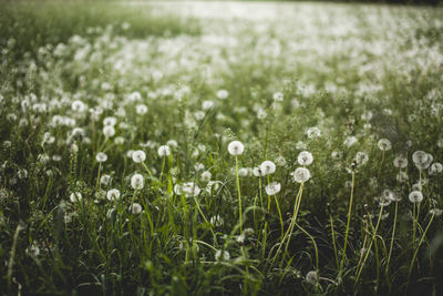 White flowering plants on field