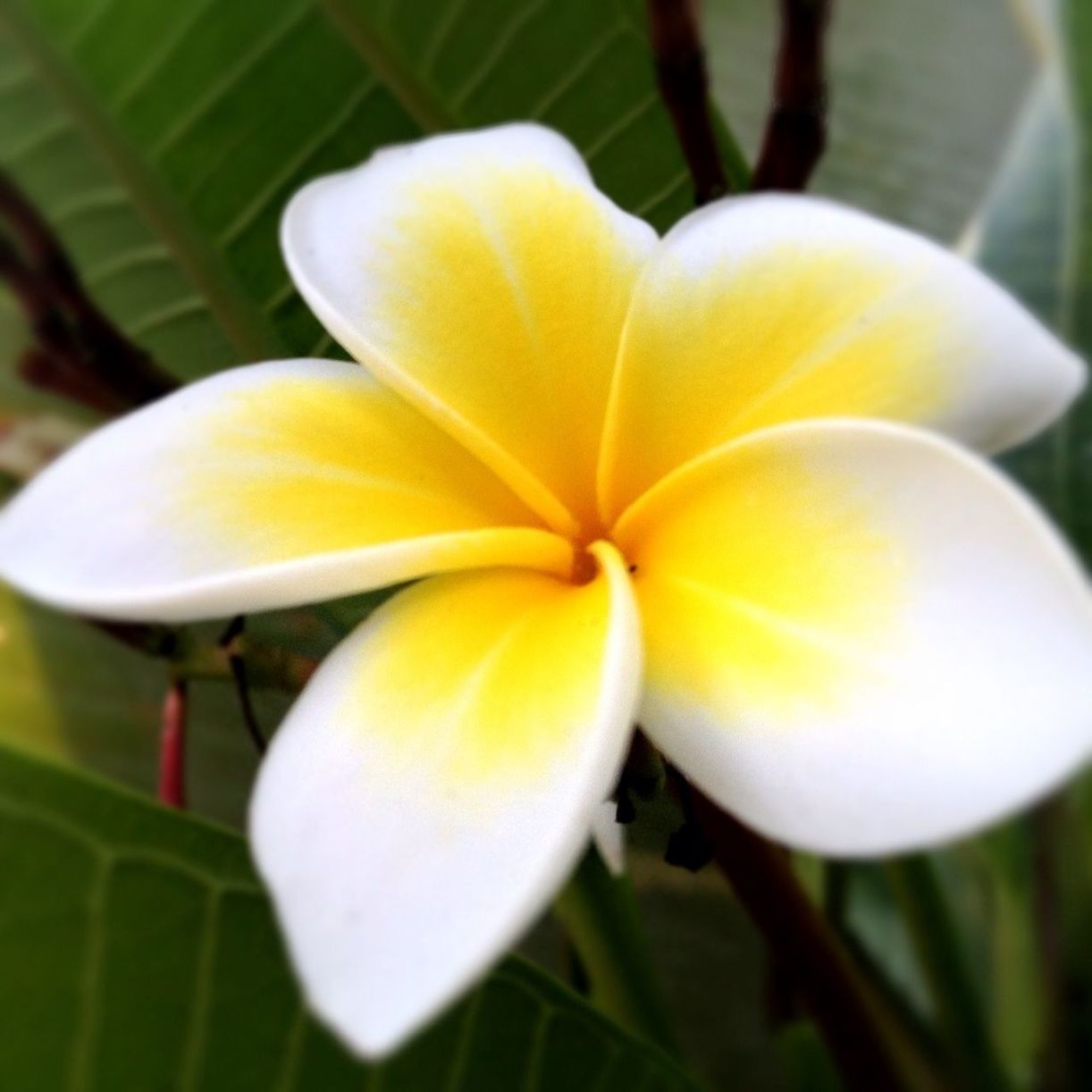 flower, petal, freshness, flower head, fragility, growth, close-up, beauty in nature, yellow, blooming, focus on foreground, nature, stamen, single flower, in bloom, pollen, plant, blossom, bud, white color