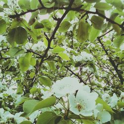 Low angle view of blooming tree