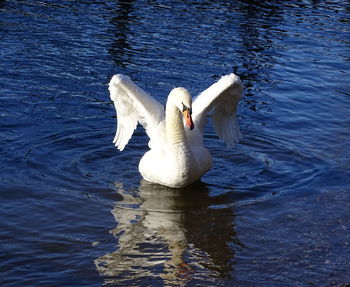 Close-up of swan swimming in lake