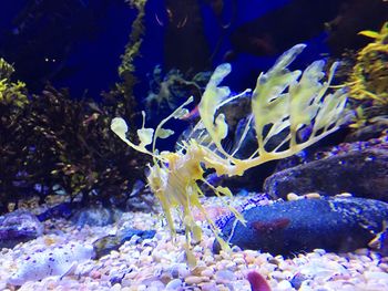 Close-up of coral in sea