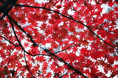 Low angle view of leaves on tree