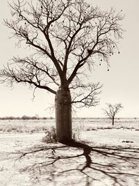 Bare tree on field against sky