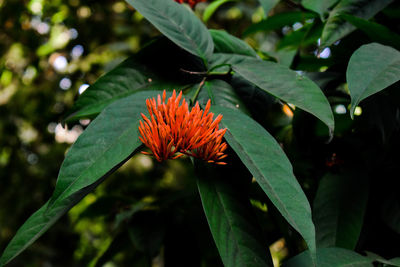 Close-up of red flower on plant