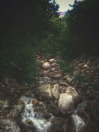 Scenic view of river flowing through rocks in forest