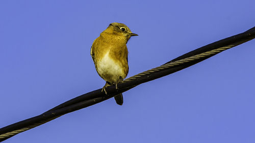 Low angle view of bird perching against clear blue sky