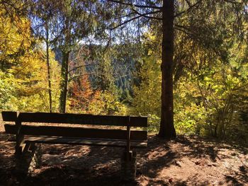 Empty bench in forest