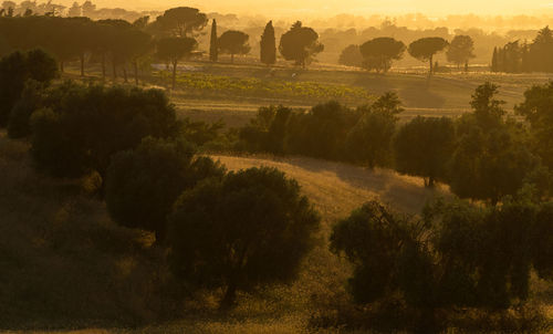 Panoramic view of a field