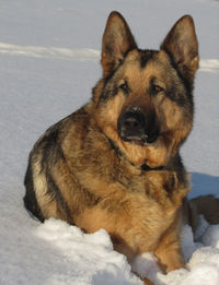 Portrait of dog in snow