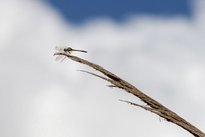 Close-up of insect on plant against blurred background