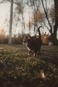 Cat on field