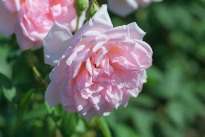 Close-up of pink rose