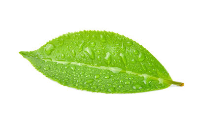 Close-up of wet leaf against white background