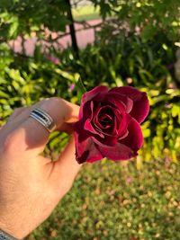 Close-up of hand holding rose