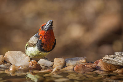 Close-up of bird perching on rock