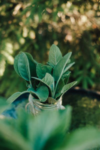 Close-up of potted plant