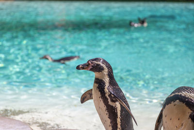 Close-up of a bird on beach