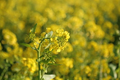 Close-up of fresh yellow flowering plant