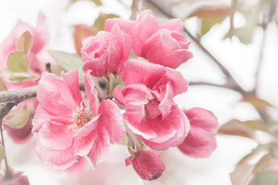 Close-up of pink rose