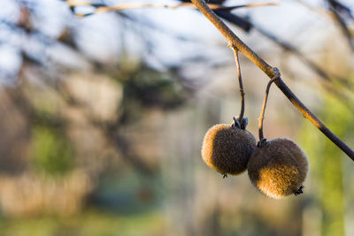 Kiwi on the tree, kiwi tree and fruit, morning sunlight