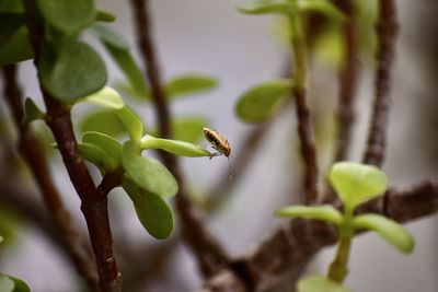 Close-up of insect on plant