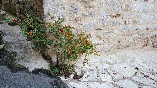 Plants growing outdoors