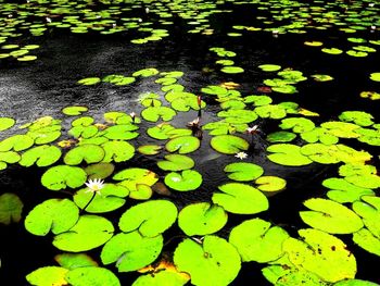 Leaves floating in pond