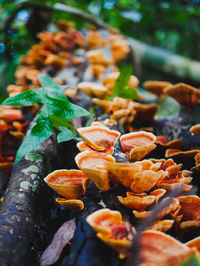 Close-up of orange flowering plant