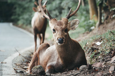 Portrait of deer