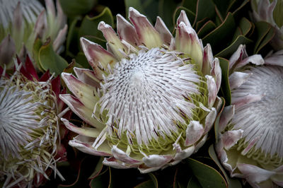 Close-up of succulent plant