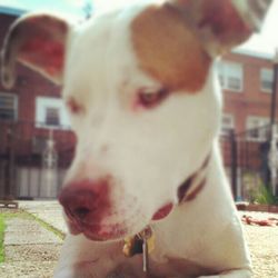 domestic animals