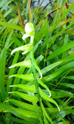 Close-up of green plants on grass