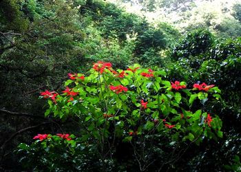 Red flowers growing on plant