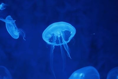 Jellyfish in sea