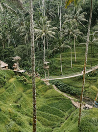 View of trees growing in field