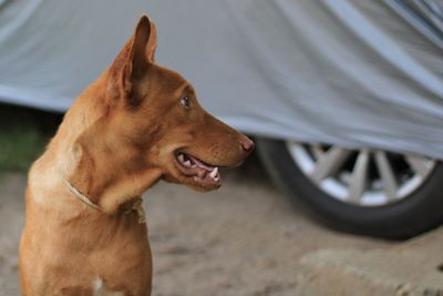 Dog looking away