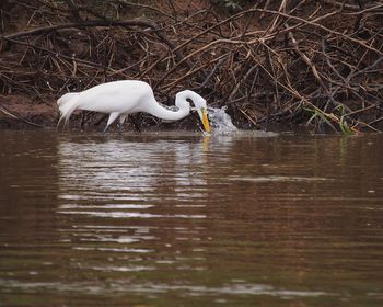 Birds in calm water