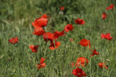 Close-up of red poppy flowers